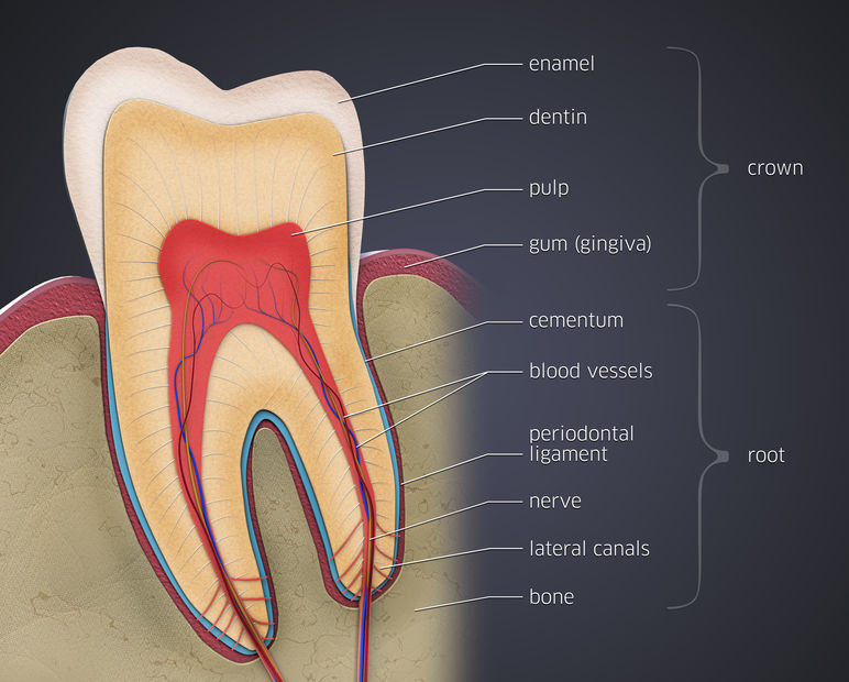 Budowa zęba - Endodoncja